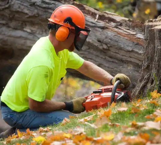 tree services Ama